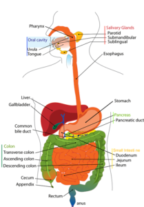 tumore al pancreas ricerca studi news terapie